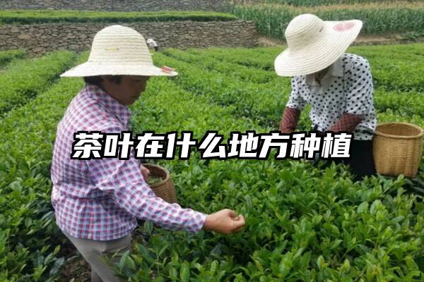 茶叶在什么地方种植