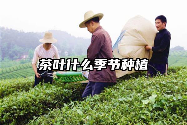 茶叶什么季节种植