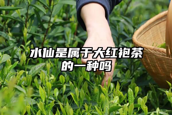 水仙是属于大红袍茶的一种吗