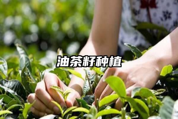 油茶籽种植