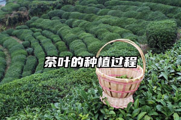 茶叶的种植过程