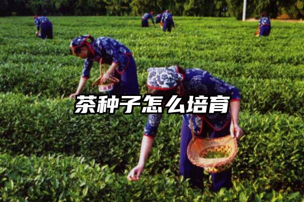 茶种子怎么培育