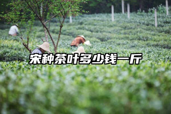 宋种茶叶多少钱一斤