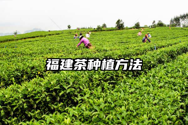 福建茶种植方法