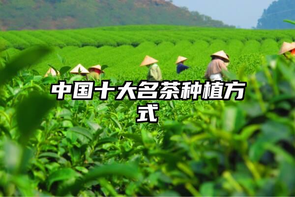 中国十大名茶种植方式