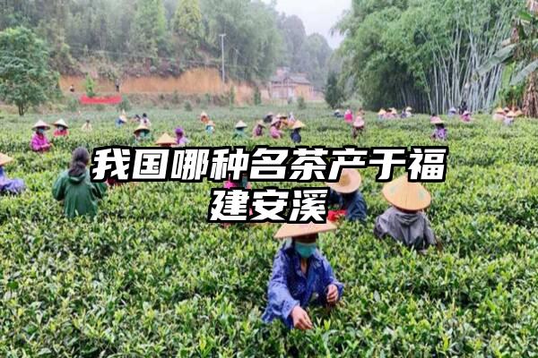 我国哪种名茶产于福建安溪