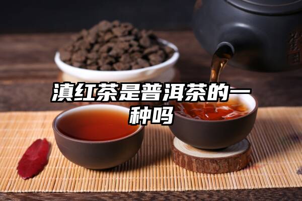 滇红茶是普洱茶的一种吗