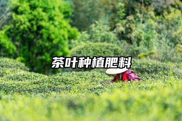茶叶种植肥料