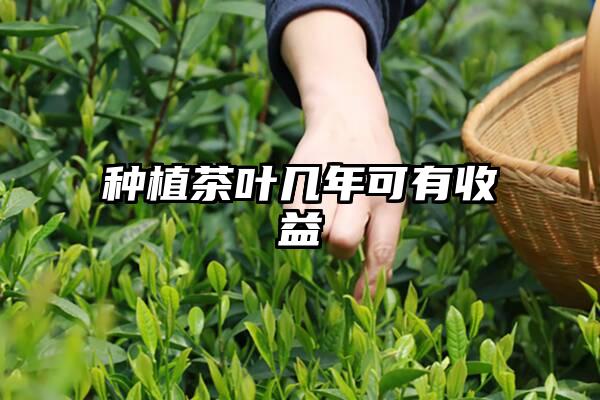 种植茶叶几年可有收益
