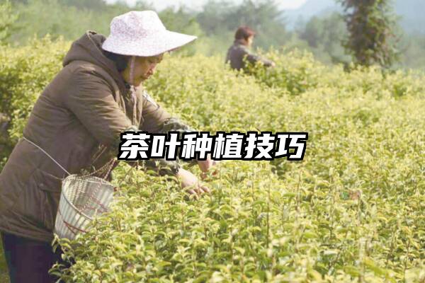 茶叶种植技巧
