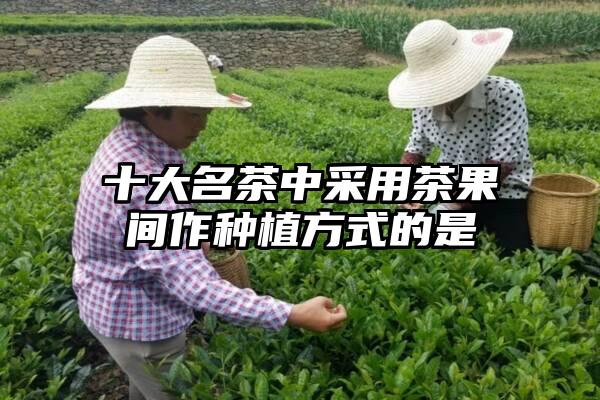 十大名茶中采用茶果间作种植方式的是