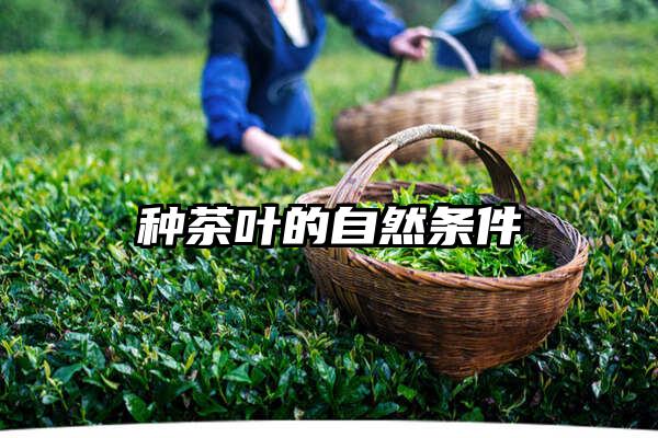 种茶叶的自然条件