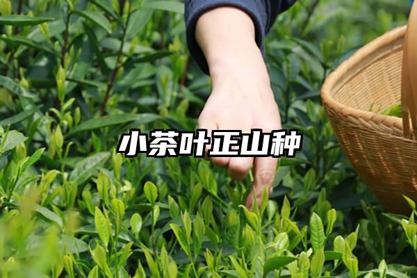 小茶叶正山种