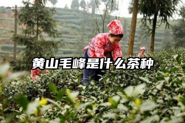 黄山毛峰是什么茶种