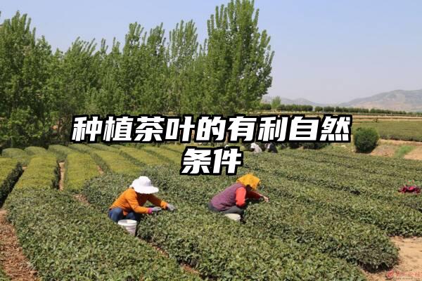 种植茶叶的有利自然条件