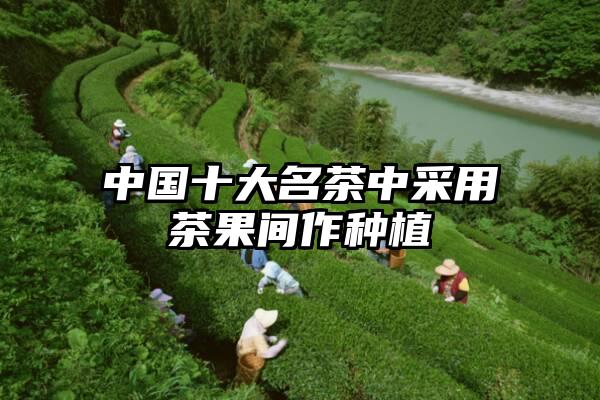 中国十大名茶中采用茶果间作种植