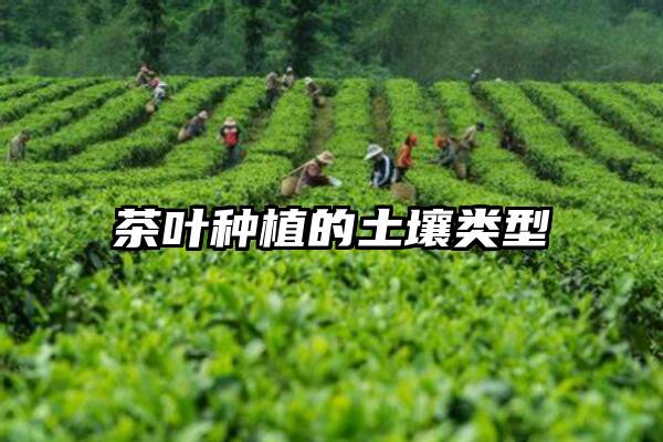 茶叶种植的土壤类型