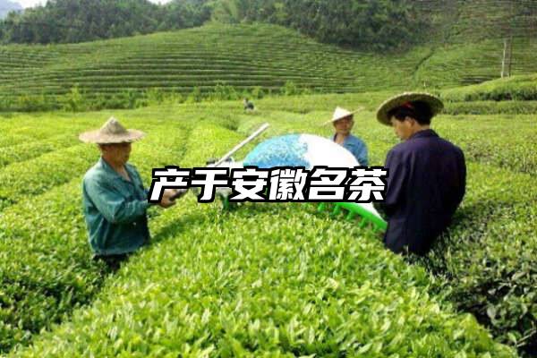 产于安徽名茶