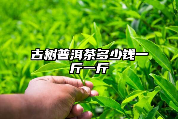 古树普洱茶多少钱一斤一斤