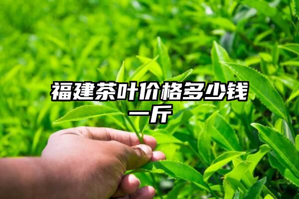 福建茶叶价格多少钱一斤