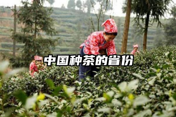 中国种茶的省份