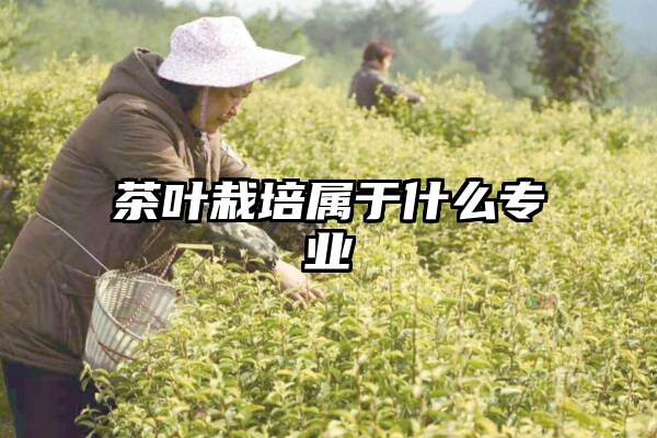 茶叶栽培属于什么专业