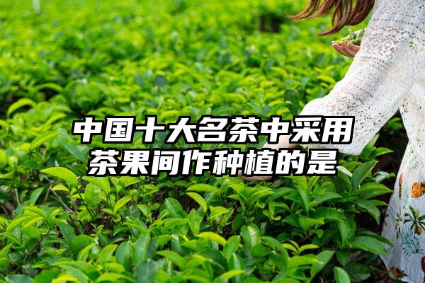 中国十大名茶中采用茶果间作种植的是