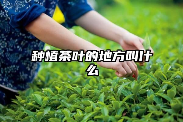种植茶叶的地方叫什么