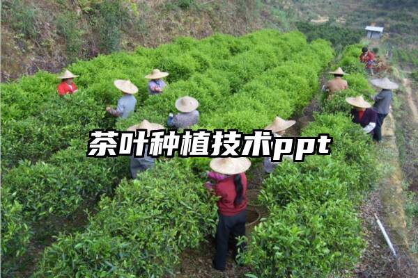 茶叶种植技术ppt