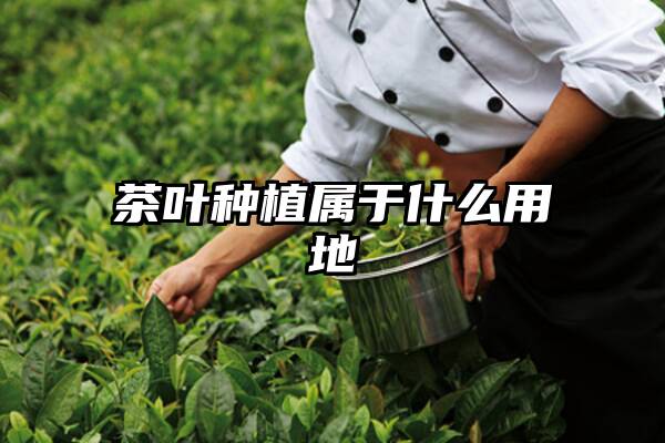 茶叶种植属于什么用地