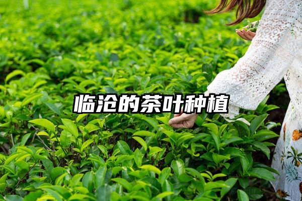 临沧的茶叶种植