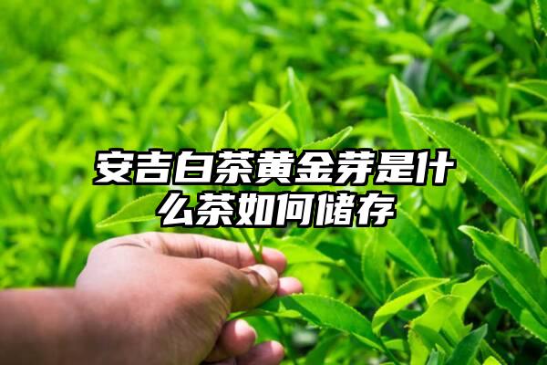 安吉白茶黄金芽是什么茶如何储存