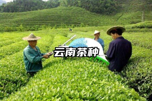 云南茶种