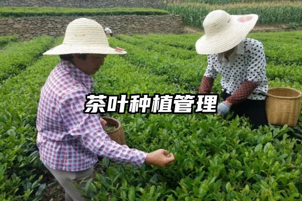 茶叶种植管理