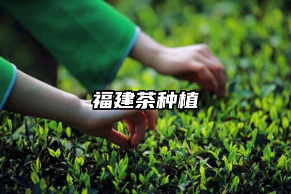 福建茶种植