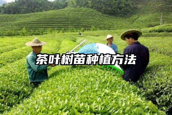 茶叶树苗种植方法