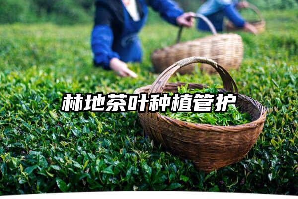 林地茶叶种植管护