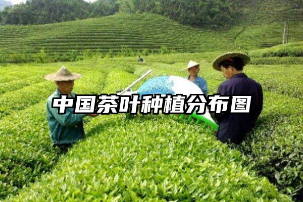 中国茶叶种植分布图