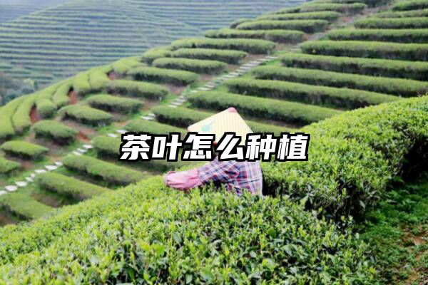 茶叶怎么种植