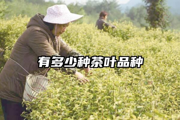 有多少种茶叶品种