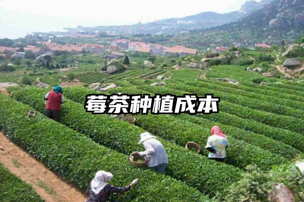 莓茶种植成本