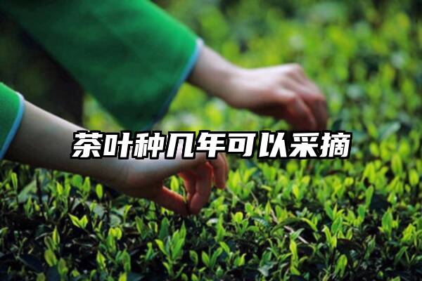 茶叶种几年可以采摘
