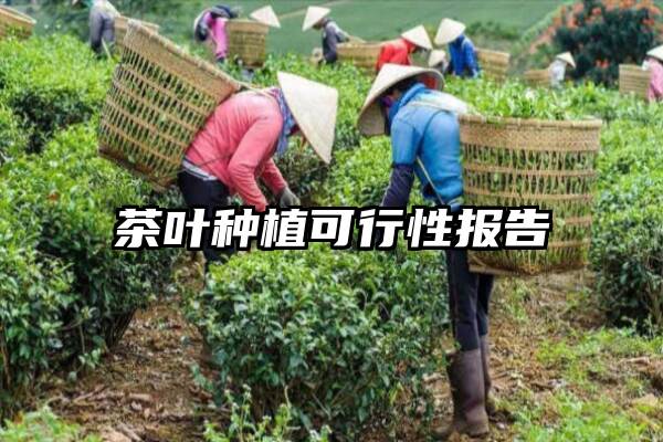 茶叶种植可行性报告