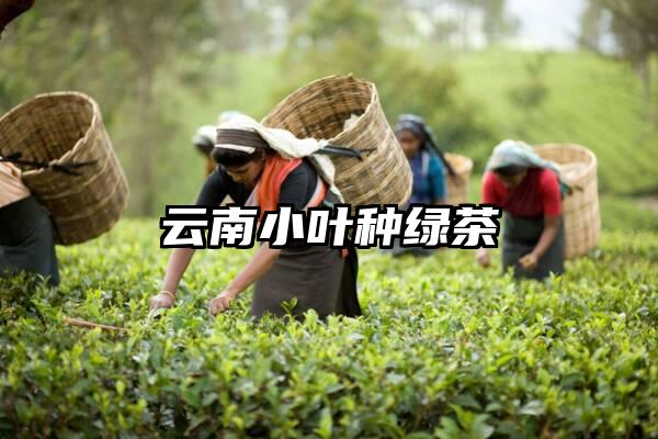 云南小叶种绿茶