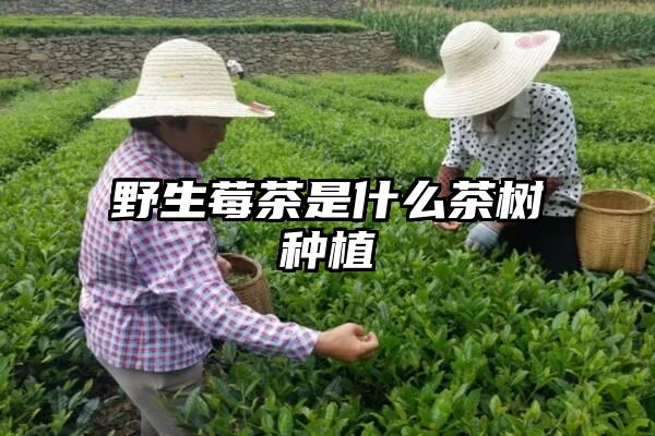 野生莓茶是什么茶树种植