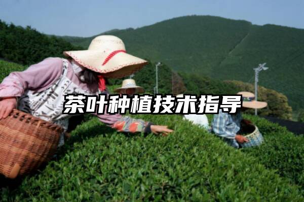茶叶种植技术指导