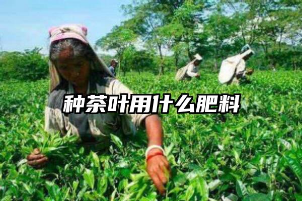 种茶叶用什么肥料