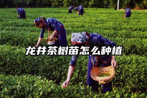龙井茶树苗怎么种植