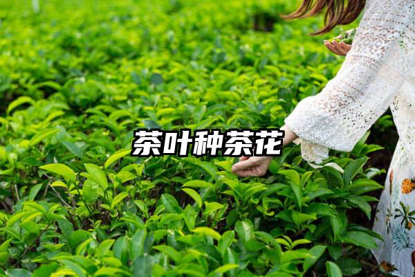 茶叶种茶花