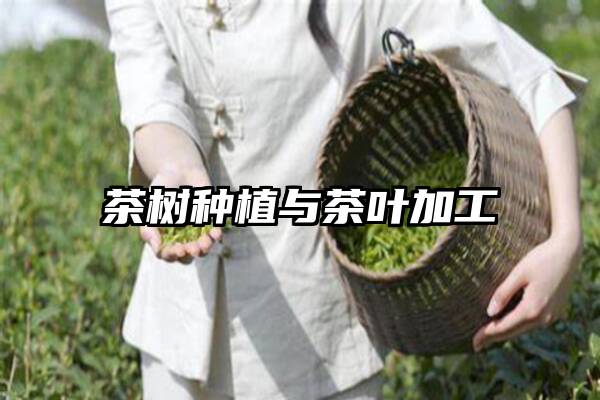 茶树种植与茶叶加工